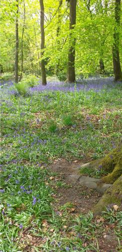 Blue Bells